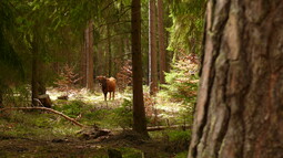 Taurusrind steht in einem Wald halb versteckt hinter Bäumen und der Vegetation
