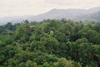 Regenwald in Honduras