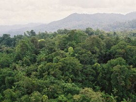 Regenwald in Honduras