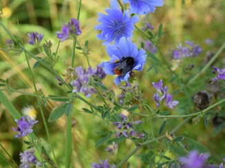 Wiesenhummel sitzt auf Blüte auf einem Wildblumenacker und sammelt Nektar