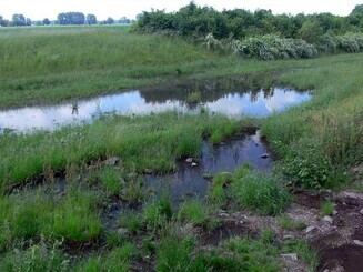 Wiese dient als Überflutungsfläche, auf der sich Wasser staut