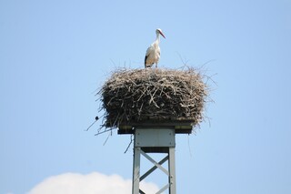 Storch