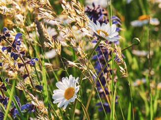 Wilde Blumenwiese