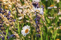 Wild gewachsene Blumenwiese in Nahaufnahme
