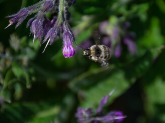 Wildbiene auf Nahrungssuche