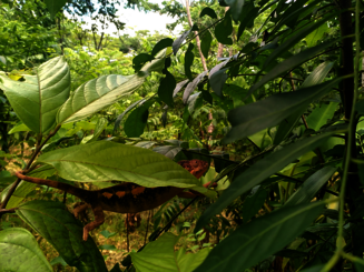Chamäleon schlängelt sich von Ast zu Ast in Dynamischer Agroforstparzelle in Makirovana, Madagaskar