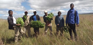 Bauern stehen mit Bananenstauden in der Hand auf einem Feld