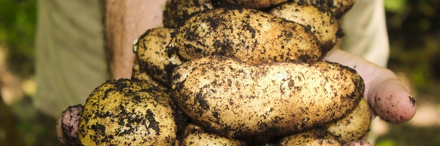 Mann hält frisch geerntete Kartoffeln in den Händen