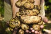 Mann hält frisch geerntete Kartoffeln in den Händen