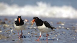 Zwei weiß schwarz gemusterte Austernfischer am Strand