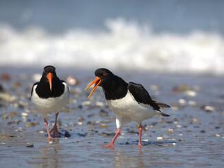 Zwei weiß schwarz gemusterte Austernfischer am Strand
