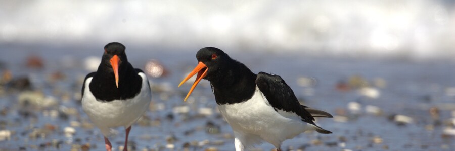 Zwei weiß schwarz gemusterte Austernfischer am Strand