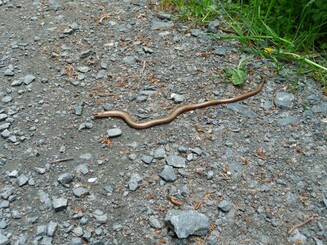 Blindschleiche auf Gehweg