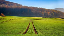 Landwirtschaftlich genutzte Fläche, die an einem Waldrand liegt
