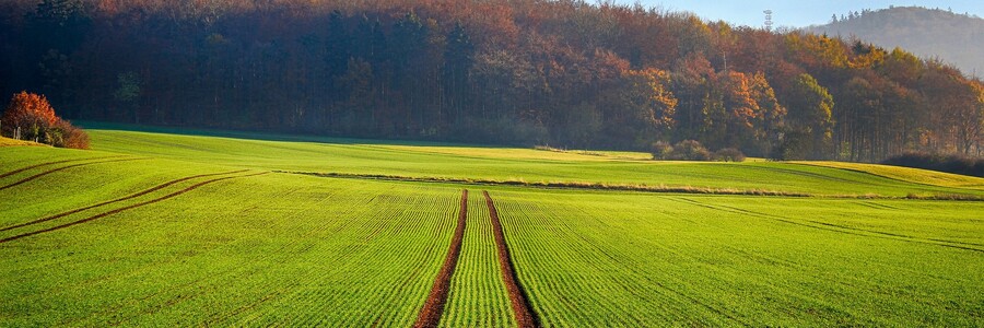 Landwirtschaftlich genutzte Fläche, die an einem Waldrand liegt