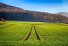 Landwirtschaftlich genutzte Fläche, die an einem Waldrand liegt