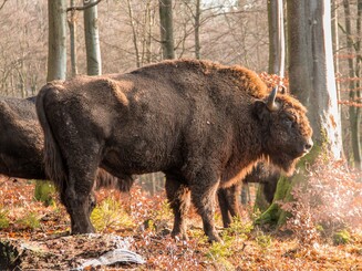 Wisentbulle im Wald fotografiert in Seitenansicht