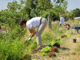 Mitmachaktion von Naturefund auf Dynamischen Agroforst Acker