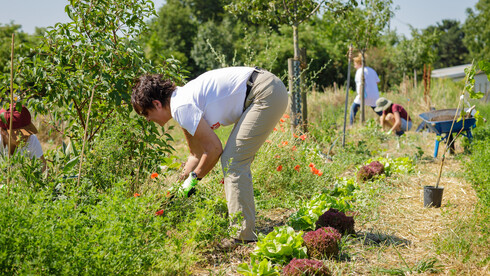 Mitmachaktion von Naturefund auf Dynamischen Agroforst Acker