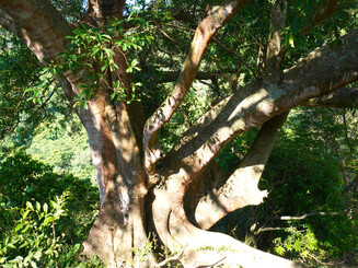Alter_Baum_auf_Kogi-Land_in_der_Sierra_Nevada_de_Santa_Marta_in_Kolumbien