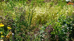 Viele verschiedene Pflanzen auf einem Feld im Dynamischen Agoroforst