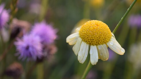 Weiße Blüte einer Hundskamille vor dem Hintergrund einer dicht bewachsenen Wildblumenwiesen