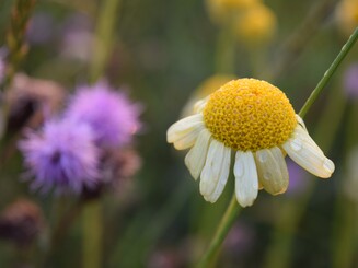 Weiße Blüte einer Hundskamille vor dem Hintergrund einer dicht bewachsenen Wildblumenwiesen