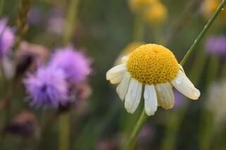 Weiße Blüte einer Hundskamille vor dem Hintergrund einer dicht bewachsenen Wildblumenwiesen