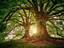 Alter Baum mit ausladenden Ästen im Sonnenlicht