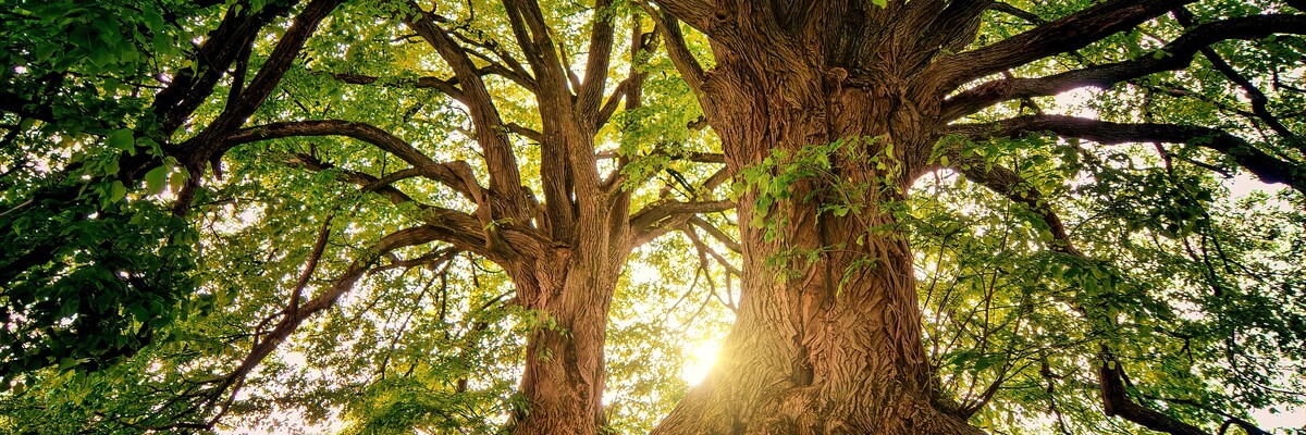 Alter Baum mit ausladenden Ästen im Sonnenlicht