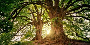 Alter Laubbaum mit ausladenden Ästen im Sonnenlicht