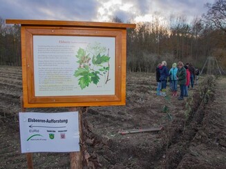 Elsbeere Infoschild