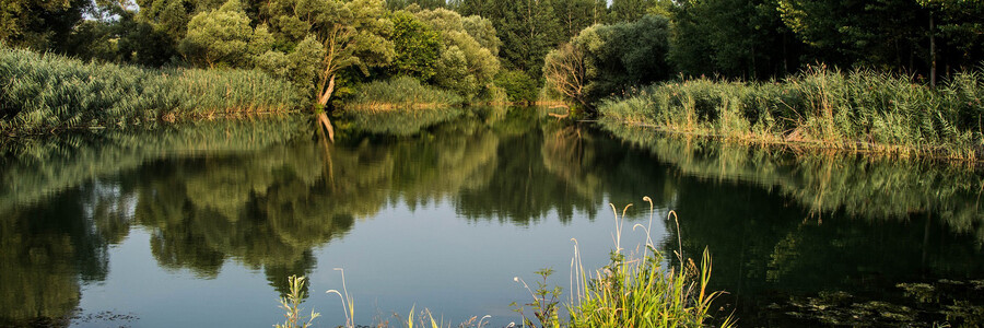 blick in eine intakte Auenlandschaft