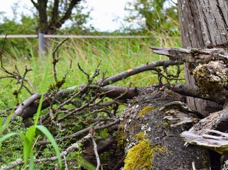 Totholz liegt auf Streuobstwiese rund um einen Baum und dient diesem als Nährstofflieferant