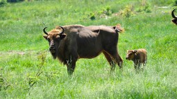 Wisent Kuh steht mit Kalb auf einer Wiese