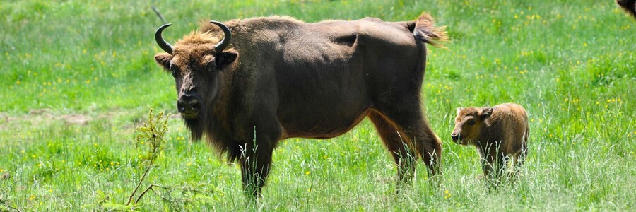 Wisent Kuh steht mit Kalb auf einer Wiese
