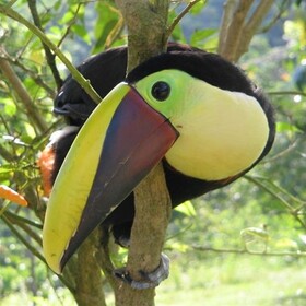 Ein Tucan blickt neugierig in die Kamera