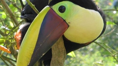 Tucan auf Baum