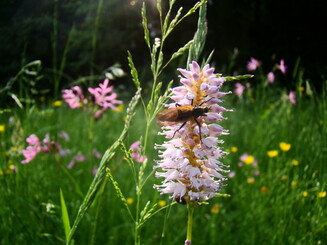 Ein Käfer sitzt auf einer rosafarbenen Blüte des Schlangen-Knöterich auf einer Blühwiese