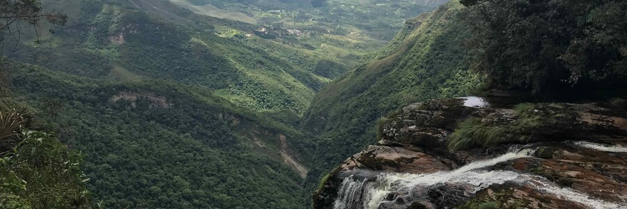 Blick in den Amazonas Regenwald