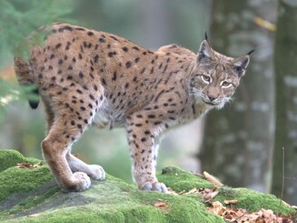 Luchs im Wald