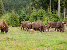 Wisente der Wisent-Welt-Wittgenstein stehen auf Weide im Rothaargebirge