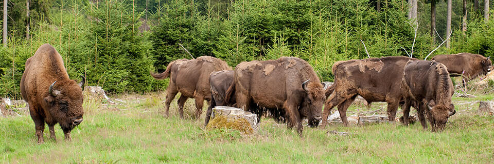 Wisente der Wisent-Welt-Wittgenstein stehen auf Weide im Rothaargebirge