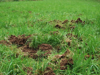 Spuren von Wildschweinen auf einer Wiese