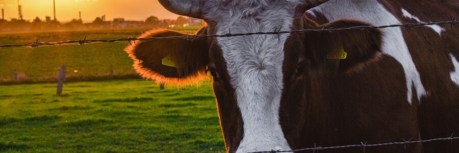 Kuh auf Feld