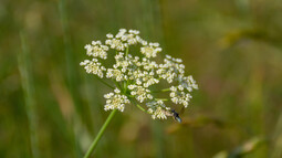 Blüte der edlen Schafgarbe mit Insekt