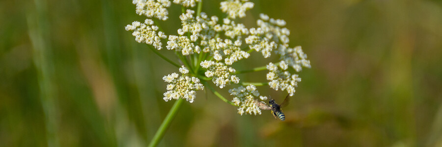 Blüte der edlen Schafgarbe mit Insekt