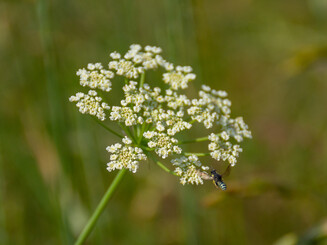 Blüte der edlen Schafgarbe mit Insekt