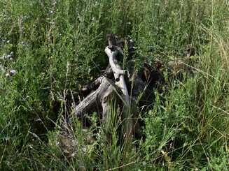 Aufgetürmtes Totholz auf einer Wildblumenwiese