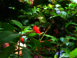 Glasschmetterling sitzt auf roter Blüte im Regenwald in Costa Rica